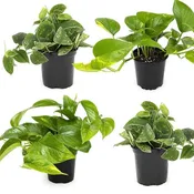 4” 4pk Assorted Pothos