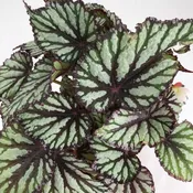 Rex Begonia 6"