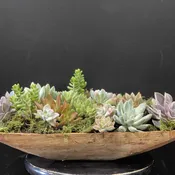 Succulents in a bread bowl