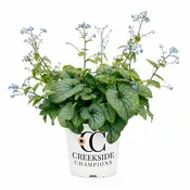 ‘Alexander’s Great’ Brunnera | Creekside Champions™