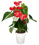 Anthurium Plant