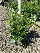 Top Hat Blueberry Bush