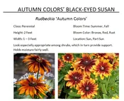 Autumn Colors' Black-Eyed Susan  — The Garden Kingdom