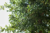 Live Oak Trees for Sale - Texas Tree Farm in McKinney, TX