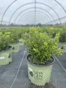 Buxus NewGen Independence® — Shreckhise Nurseries