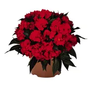 IMPATIENS NEW GUINEA ROLLER COASTER RED RACER - 4'' POT