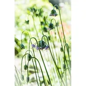 Allium cernuum