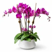 Orchid 1