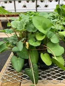 Rhubarb-5" pot —  Wagenmaker Greenhouses