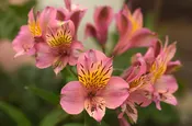 Alstromeria Pink