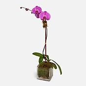 1-Stem Purple Phalaenopsis in Glass