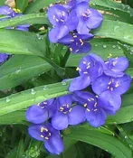 Tradescantia 'Bold Blue' Plants