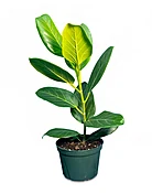 Audrey Ficus