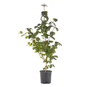 Viburnum, Korean Spice