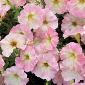 Alenka Petunia