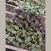 2” Assorted Calathea Bulk 10 Pots Indoor Plant ( Case of 10 Pots)