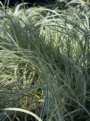 Carex oshimensis EverColor 'Everest' / JAPANESE SEDGE — Franks Perennial Border