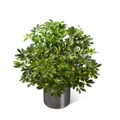 The FTD® Schefflera Arboricola