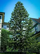 Monkey Puzzle Tree