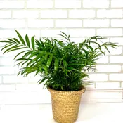Palm Plant