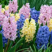 Hyacinth Scentsimilla™ Blend Blend (10 bulbs) — Hidden Springs Peony Farm