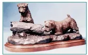 Norfolk Terrier  - Curiosity