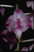 Aerides lawrenceae ‘Best Ever” x self — Motes Orchids