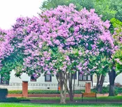 Lavender Muskogee Crape Myrtle Trees