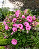 Hibiscus Summerific® 'Candy Crush'