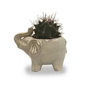 Elephant Cactus