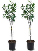 Apple Trees - Anna