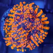 CC Cloudberries Chalice