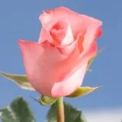 Wrapped/Bulk Pink Roses