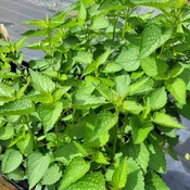 Agastache 'Agapd' Beelicious® Purple (Anise Hyssop) Unity Grown