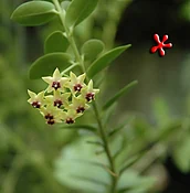 Hoya cumingiana