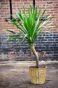 Dracaena Arborea