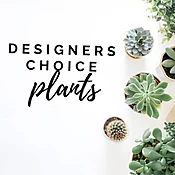 Designers Choice Plant