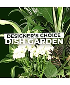 DISH GARDEN SELECTION