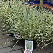 Acorus 'Variegatus' (Variegated Sweet Flag)
