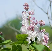Syringa vulgaris ‘Beauty of Moscow’