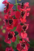 ANGELONIA – ARCHANGEL CHERRY RED