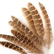 10 PC/PKG Female Ringneck Pheasant Tails  4-6"- Natural