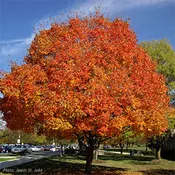 Acer Sugar Maple