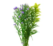 Aster