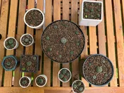 Cactus & Succulent Soil - Coarse Mix