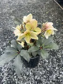 Helleborus 'Champion' / LENTEN ROSE — Franks Perennial Border