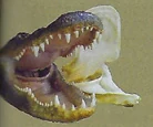 ALLIGATOR, MOUTH INSERTS