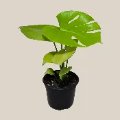 Monstera Super Golden (Monstera Deliciosa 'Aurea') - 6 Inch Indoor Houseplant