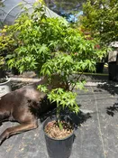 Lima Gold 3 yr Pre Bonsai (#56)