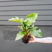 Alocasia 'Low Rider'